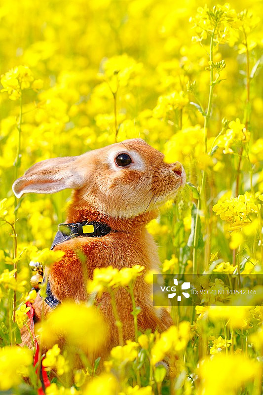 油菜花丛中的荷兰侏儒兔图片素材