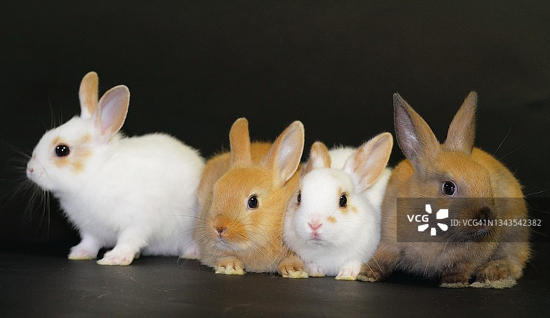 黑色背景下的四只小兔子图片素材