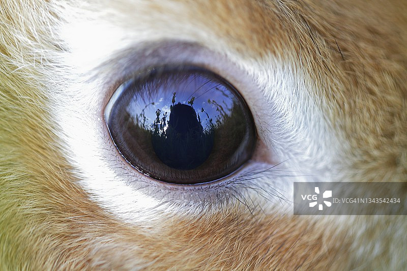 荷兰侏儒兔的特写镜头图片素材