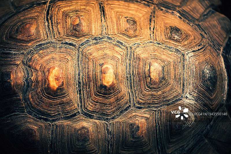 乌龟壳图片素材