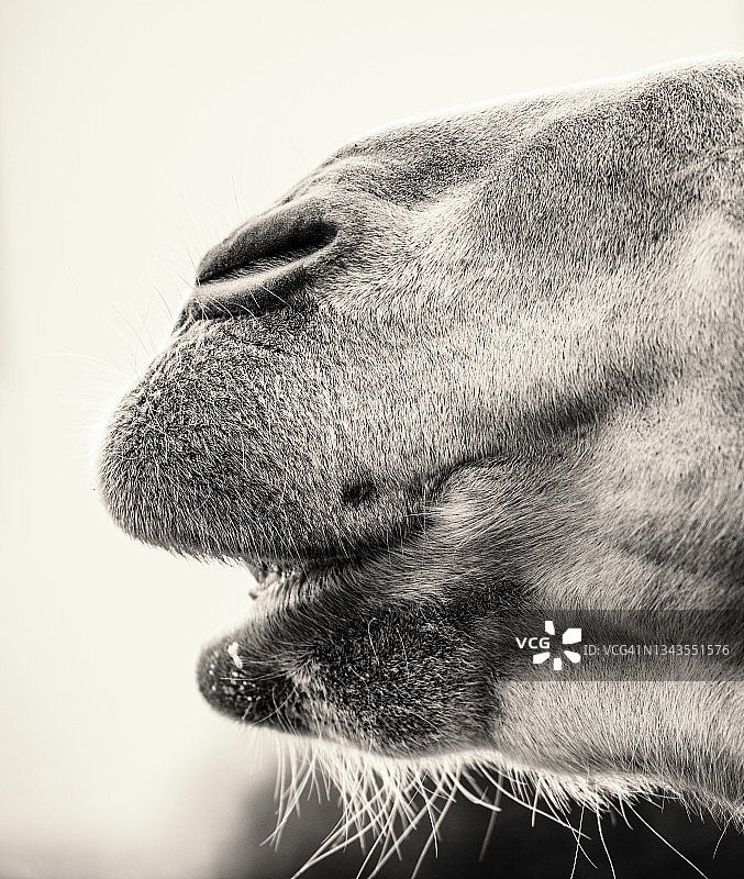 骆驼鼻子特写图片素材