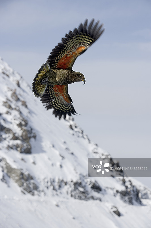 啄羊鹦鹉图片素材