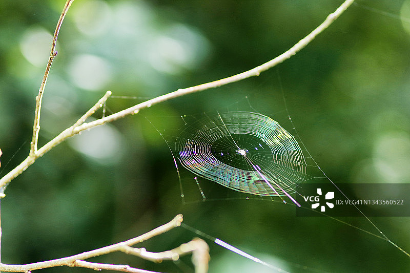 法国塞纳-马恩省秋季的蜘蛛网图片素材