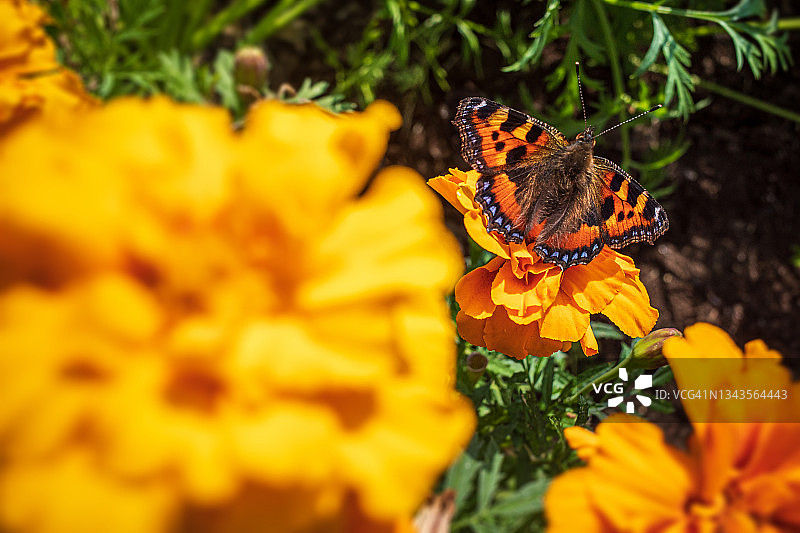 花朵上的蛱蝶图片素材