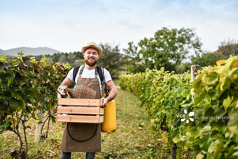 葡萄园工人采摘葡萄后搬运装有瓶子和农药的箱子图片素材