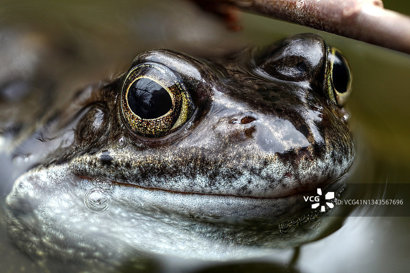普通青蛙图片素材