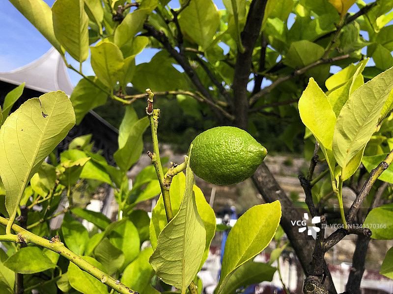 树上的柠檬图片素材