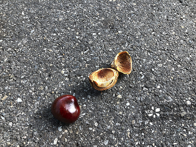 路上的马栗图片素材