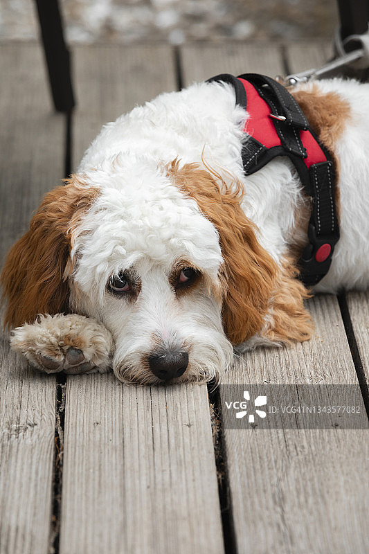 昏昏欲睡的卡瓦普犬图片素材