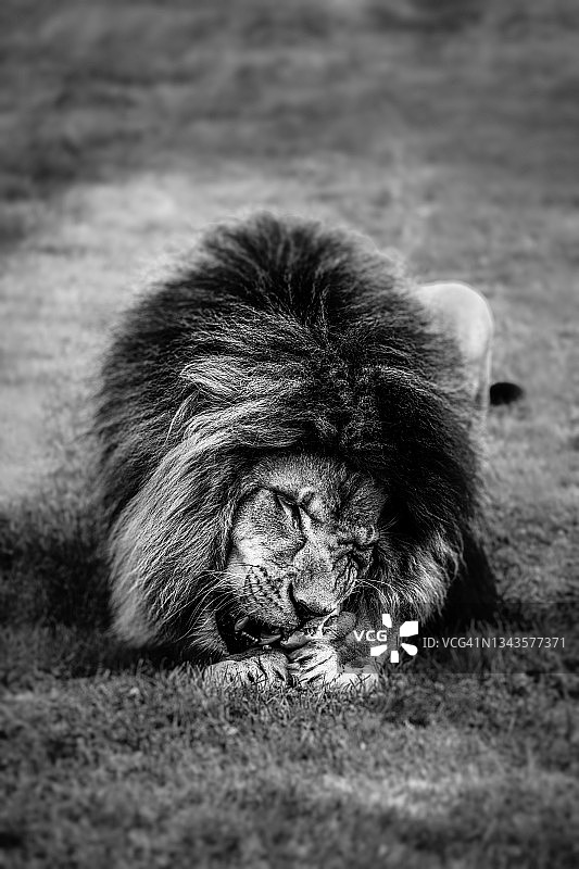 狮子咀嚼肉图片素材