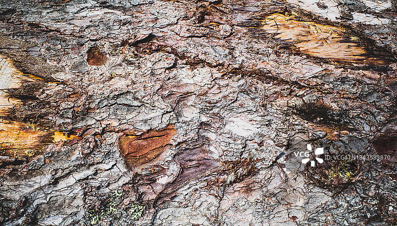天然树皮纹理图片素材