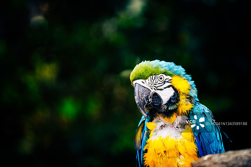 蓬乱的鹦鹉图片素材