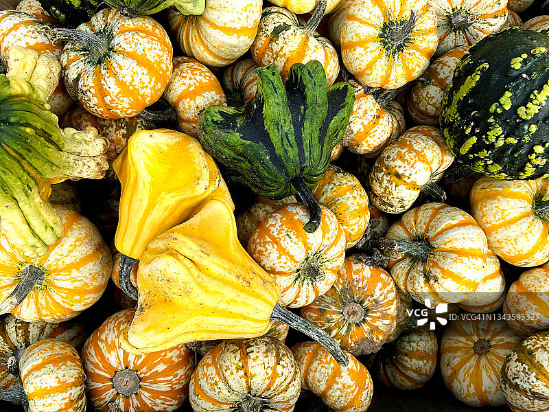 成堆的新鲜有机混合葫芦、南瓜和西葫芦图片素材