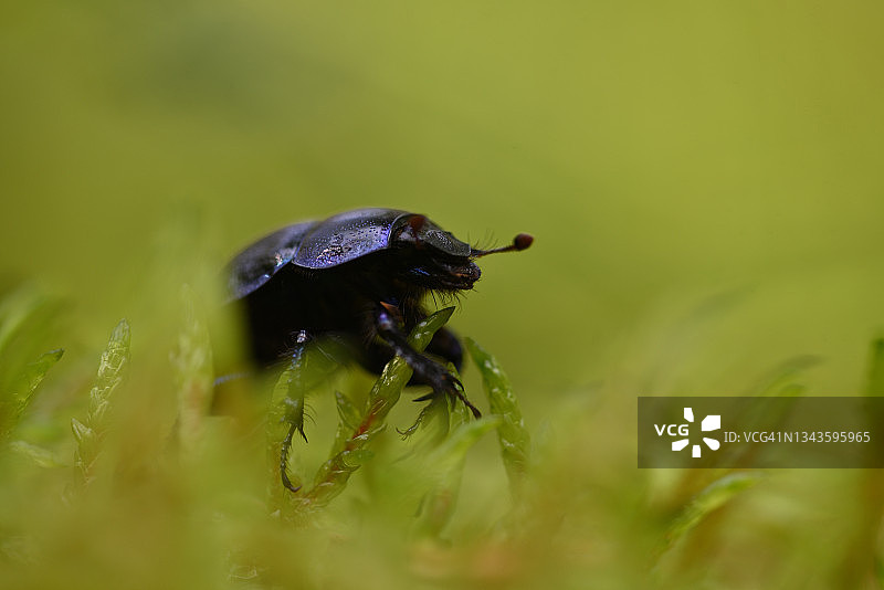苔藓中的甲虫图片素材