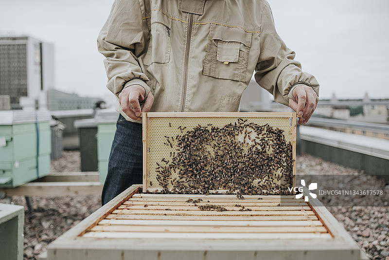 蜜蜂特写图片素材