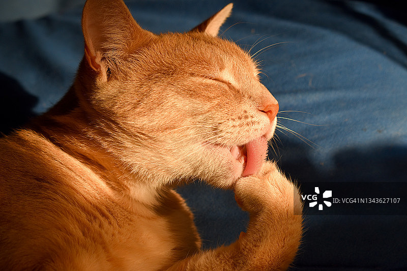 姜黄色猫咪舔爪子图片素材