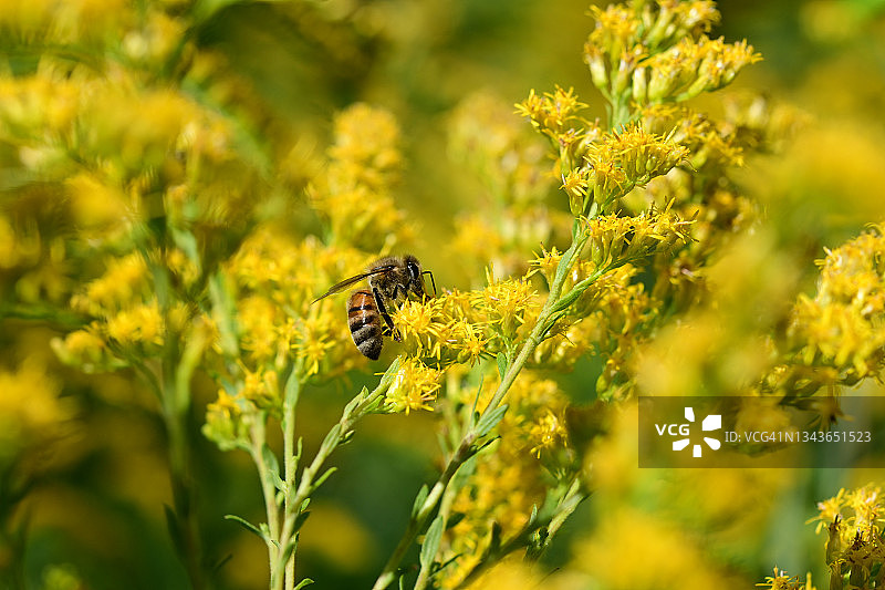 蜜蜂在金焰花上图片素材
