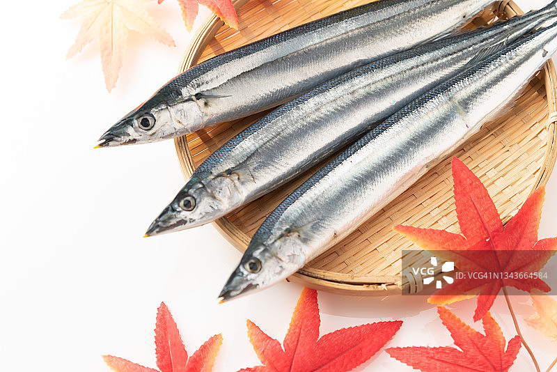 秋刀鱼图片素材