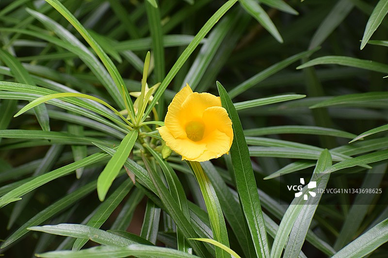 盛开的幸运果树鲜艳明亮的黄色花朵，黄花夹竹桃，夹竹桃科植物图片素材