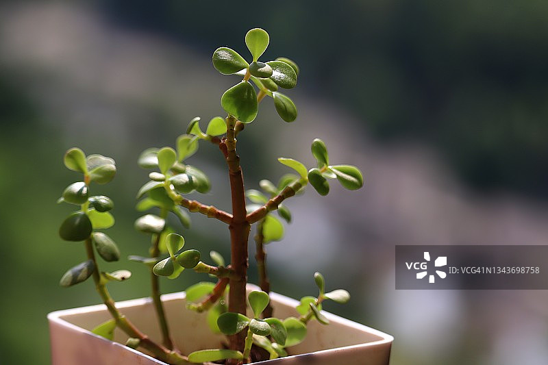 窗台上白色花盆里的翡翠植物图片素材