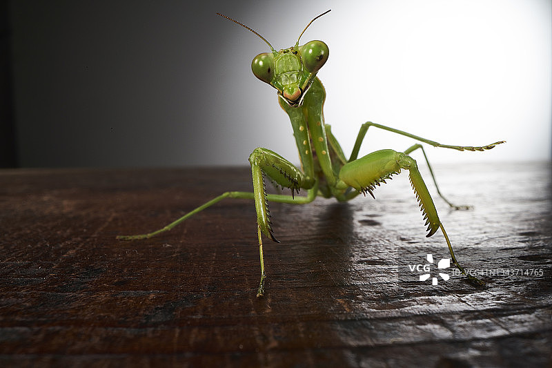 祈祷螳螂的特写摄影图片素材