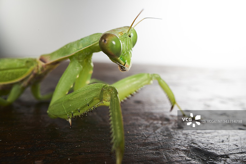 祈祷螳螂的特写摄影图片素材
