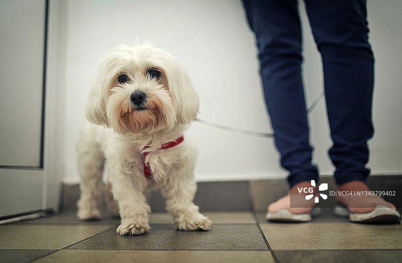 带狗狗去看兽医图片素材