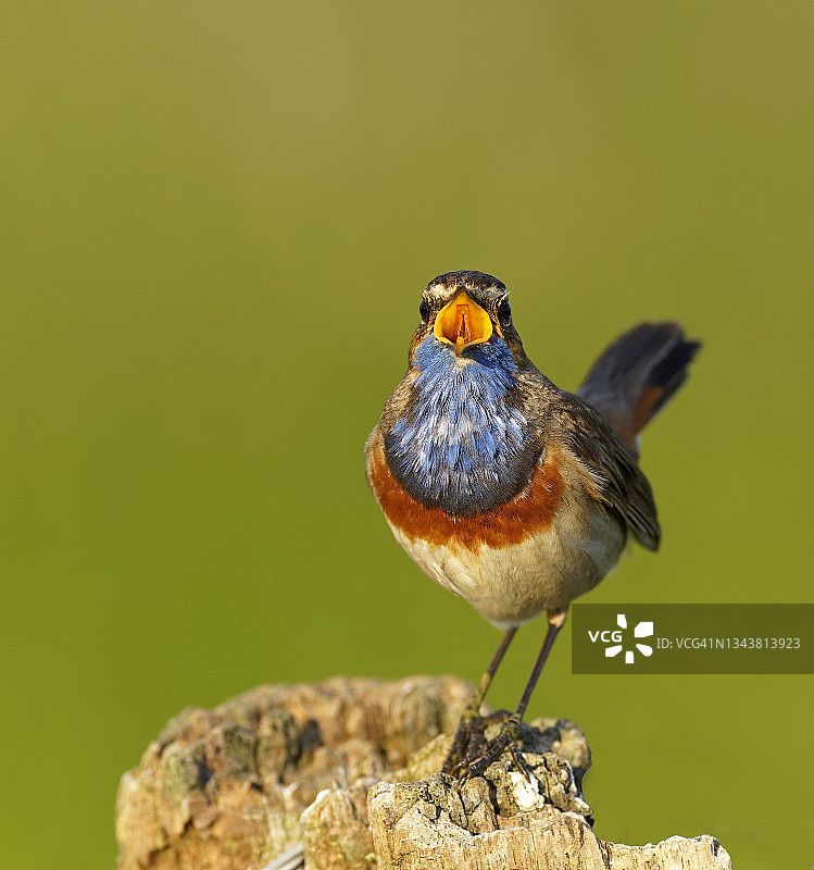蓝喉歌鸲展示图片素材