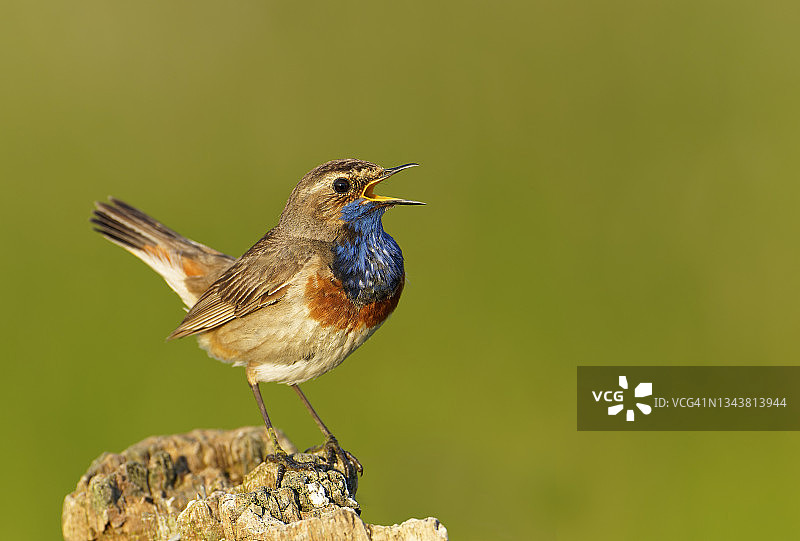 蓝喉歌鸲展示图片素材