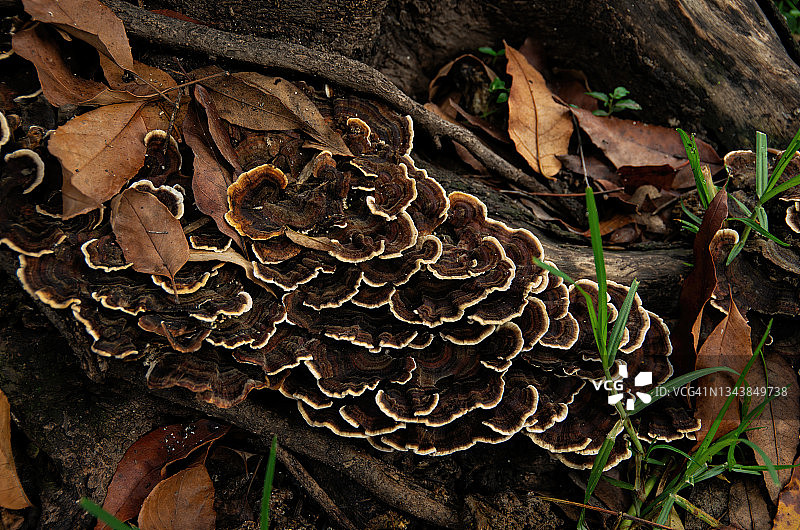生长在树桩和树根上的树舌图片素材