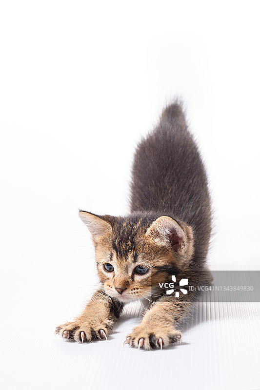 小猫醒来后伸懒腰图片素材