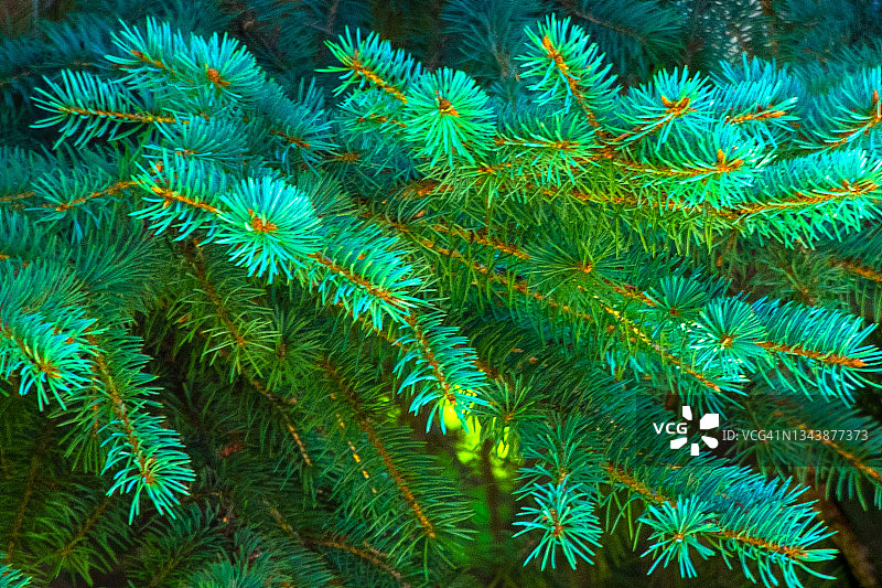 蓝云杉的蓝绿色针叶图片素材