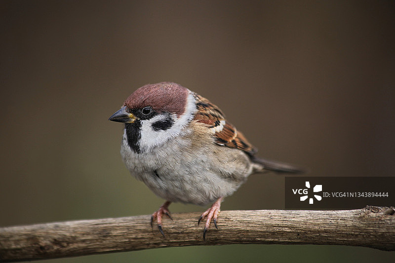 树麻雀图片素材