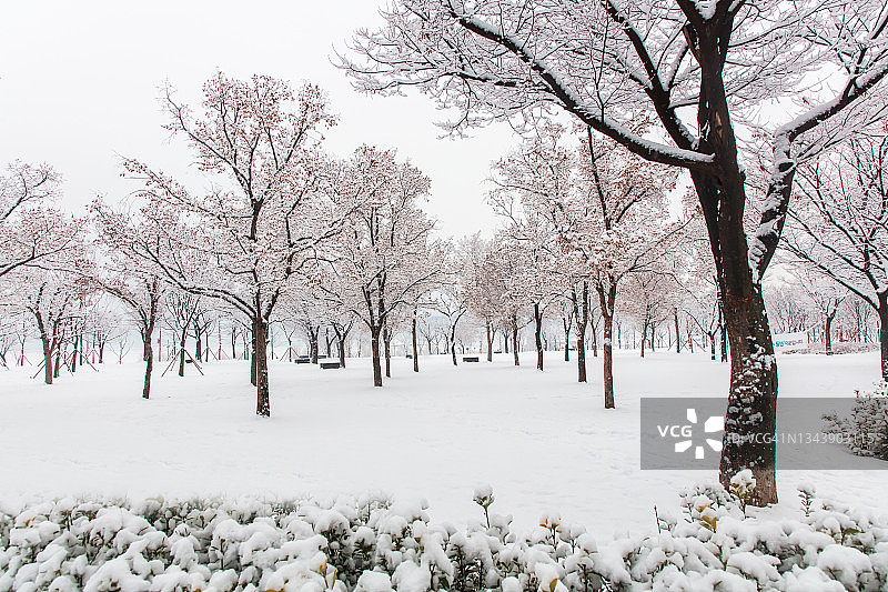 韩国首尔纛岛雪景图片素材