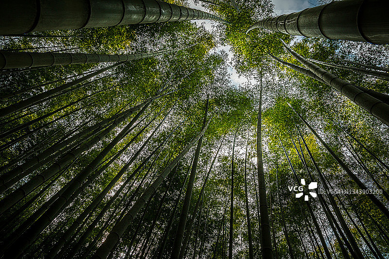 釜山阿홉山竹林超低角度拍摄，韩国图片素材