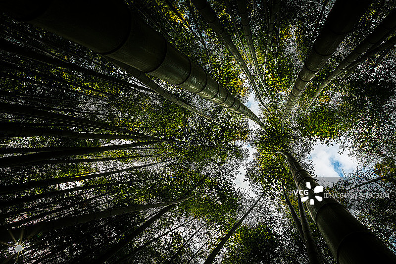 釜山阿홉山竹林超低角度拍摄，韩国图片素材