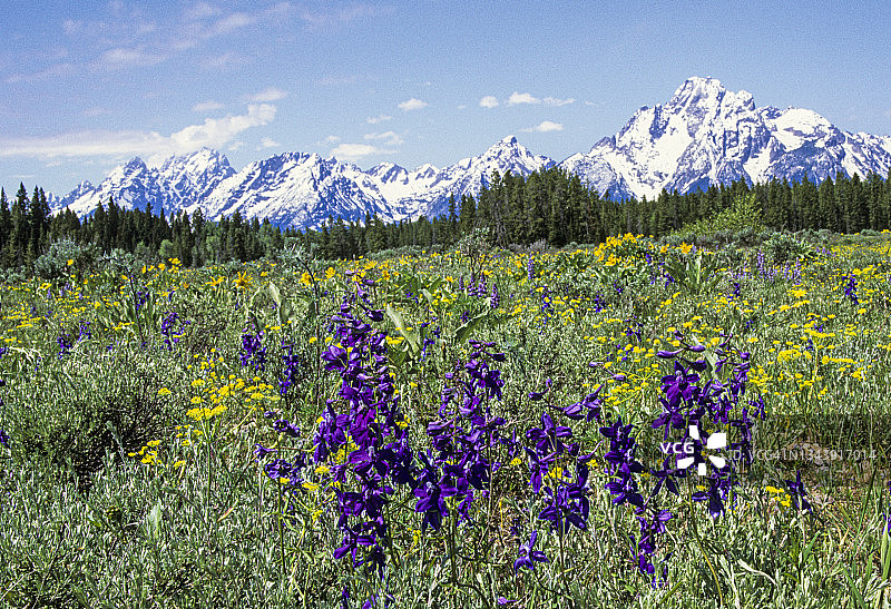 大提顿国家公园的开花草甸和翠雀花图片素材
