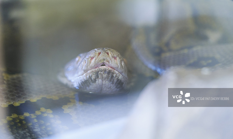 一条蛇隔着玻璃围栏看着镜头图片素材