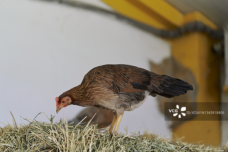 农场里的鸡肖像图片素材