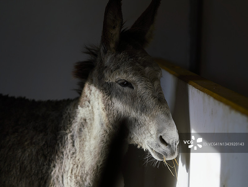农场谷仓里的驴特写，动物概念图片素材