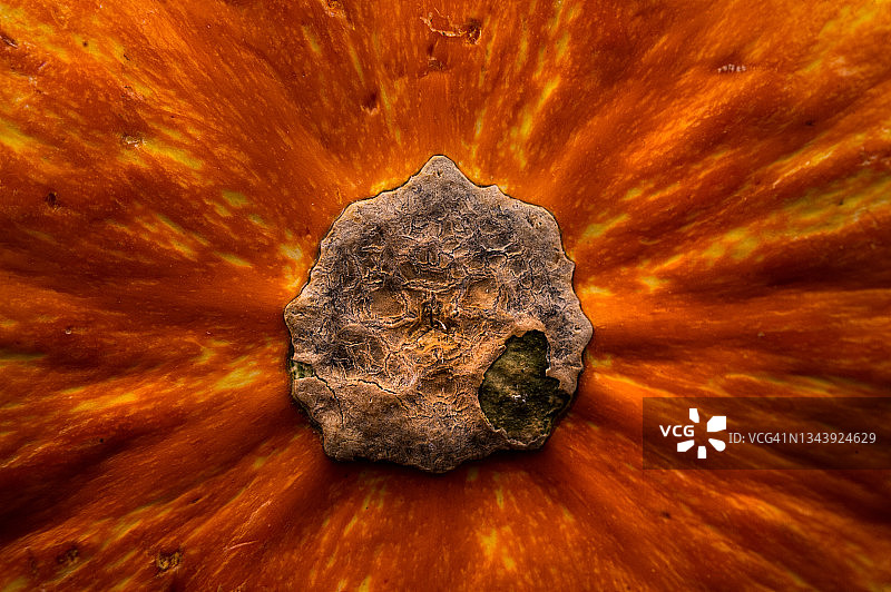 迷你南瓜图片素材