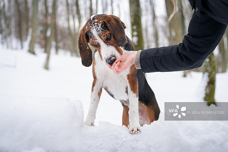 狗狗得到奖励图片素材