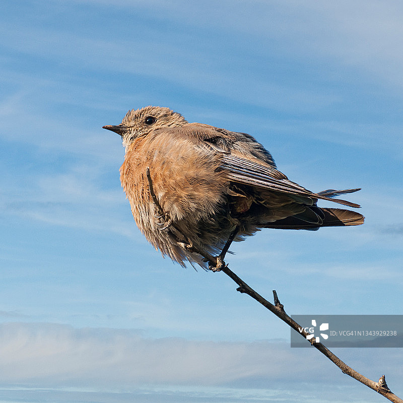 蓝色西部知更鸟图片素材