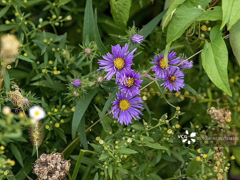 新英格兰紫菀图片素材