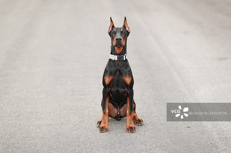 杜宾犬图片素材