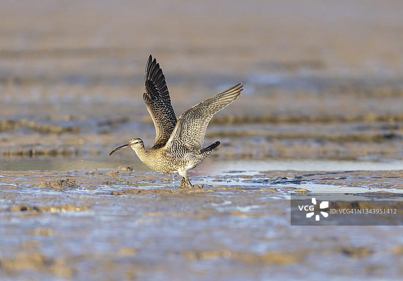南迁途中在岸边觅食的斑尾塍鹬图片素材