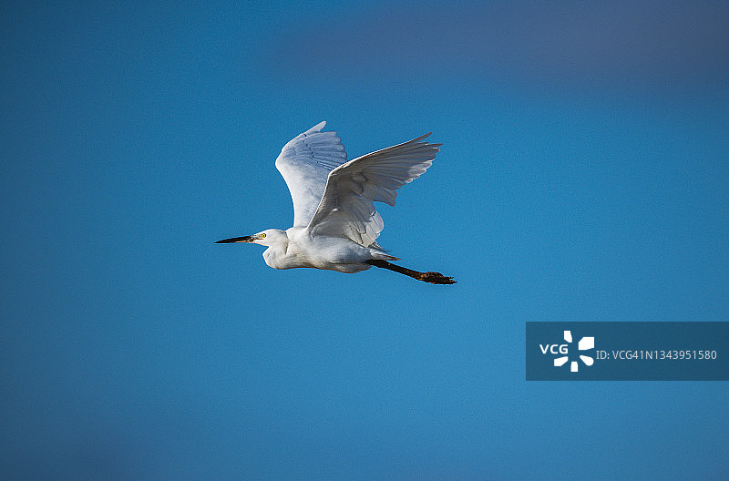 飞行中的鸟：白鹭图片素材