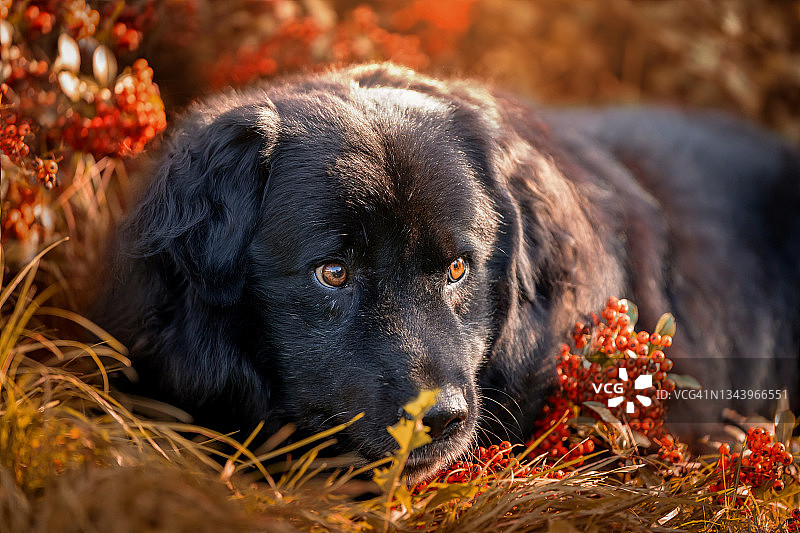 黑狗卧在花楸果丛中图片素材