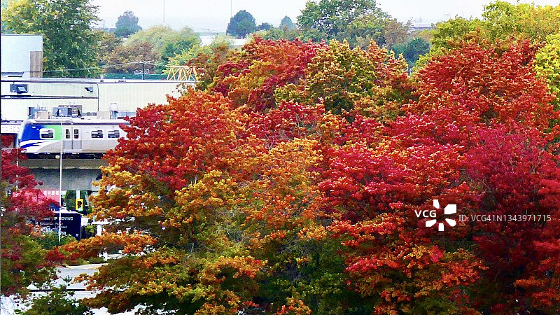 加拿大不列颠哥伦比亚省列治文的红色枫叶图片素材