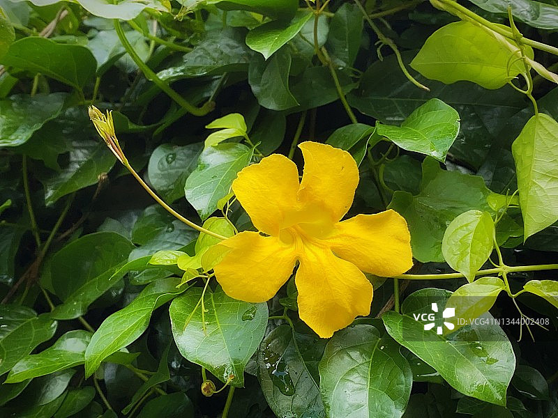 猫爪花之美图片素材